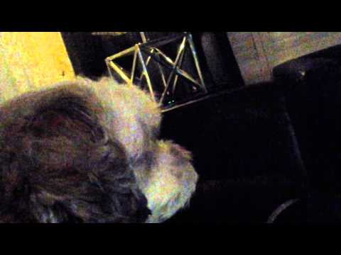 Video: Hondenleven
