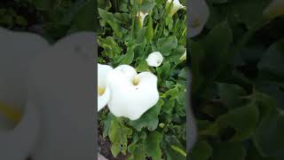 САДОВЫЕ КАЛЛЫ  #france