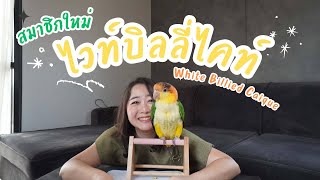 สมาชิกใหม่ ไวท์บิลลี่ไคท์ (White bellied Caique) EP.305