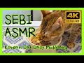 What a Korean Cat Eats Today | Soft Eating ASMR in 4K