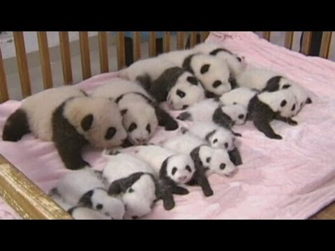 Video: Pet Scoop: China pronkt met 10 knuffelige Panda Cubs, 9/11 Search Dog wordt 16 jaar oud