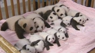 China shows off 14 giant panda cubs