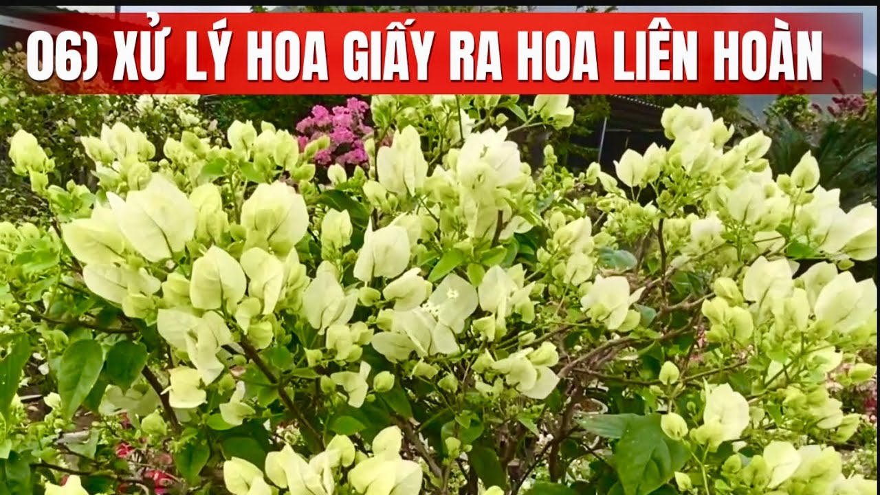 06) Xử lý cây hoa giấy ra hoa liên hoàn cước.