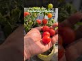 Gardening is Peace #viral #trending #trendingshorts #ytshorts #viralshorts #youtubeshorts #life
