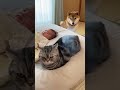 【主砲、赤さんへ…】ﾈｯｺ「………ﾌﾞﾎﾞｯ」ｲｯﾇ「何をどや顔しとんねん（ﾎﾞｺｯ」　#shorts
