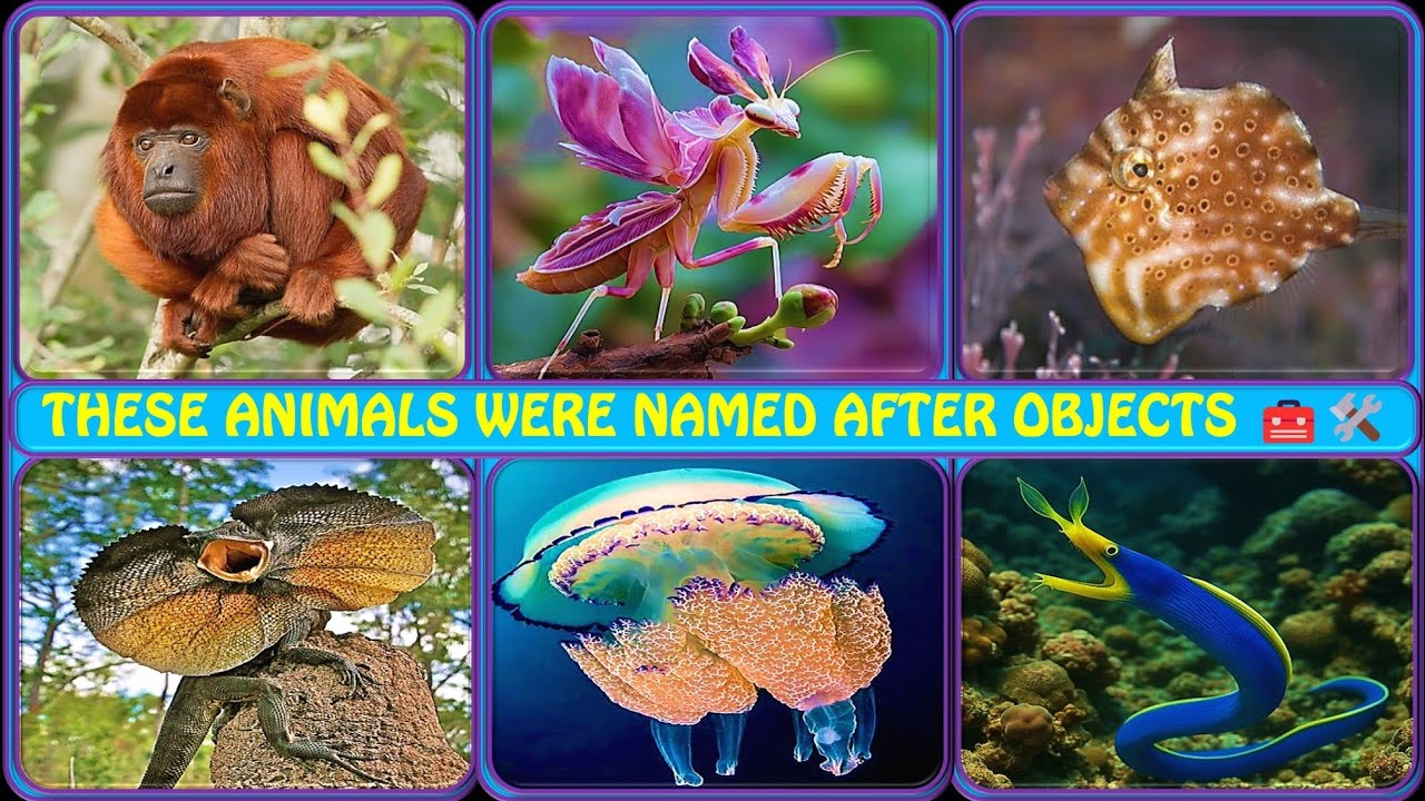 Animals Named After Everyday Objects 🐾🧱