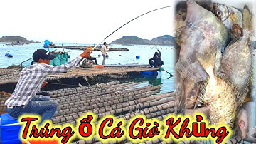 VUONG LT VLOG | Một ngày bội thu cá giò_ cá bò |  bè phú dương cùng anh,em