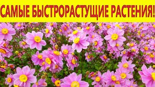 Посадите лучшие быстрорастущие цветы в саду! Эти цветы украсят забор и клумбы.