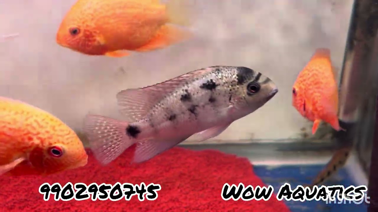 Предложение действует до Дня Республики… Распродажа ко Дню Республики #аквариум #хобби_содержание...