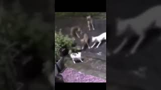 Dog Messed With Wrong Cat.