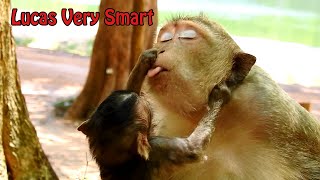 Wow..how Smart Baby Lucas Helping Mom When He Saw Mom Leyla Want To Vomit