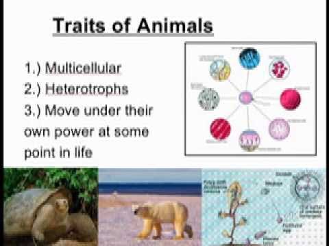 Video: Da li je rotifera protostoma ili deuterostoma?