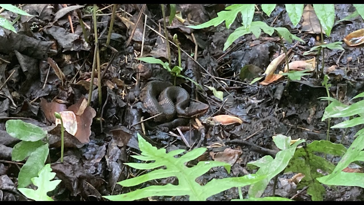 Baby cottonmouth YouTube
