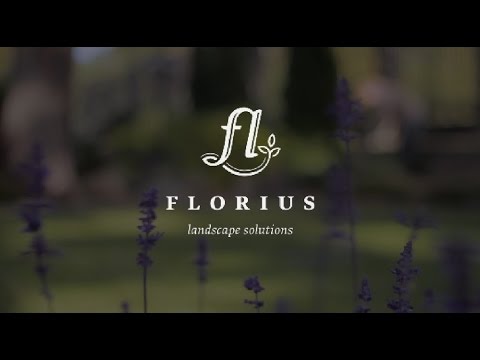 Video: Hortenzijas Dārza Dizainā
