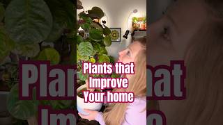 Want A More Stylish Home? Get This Plant