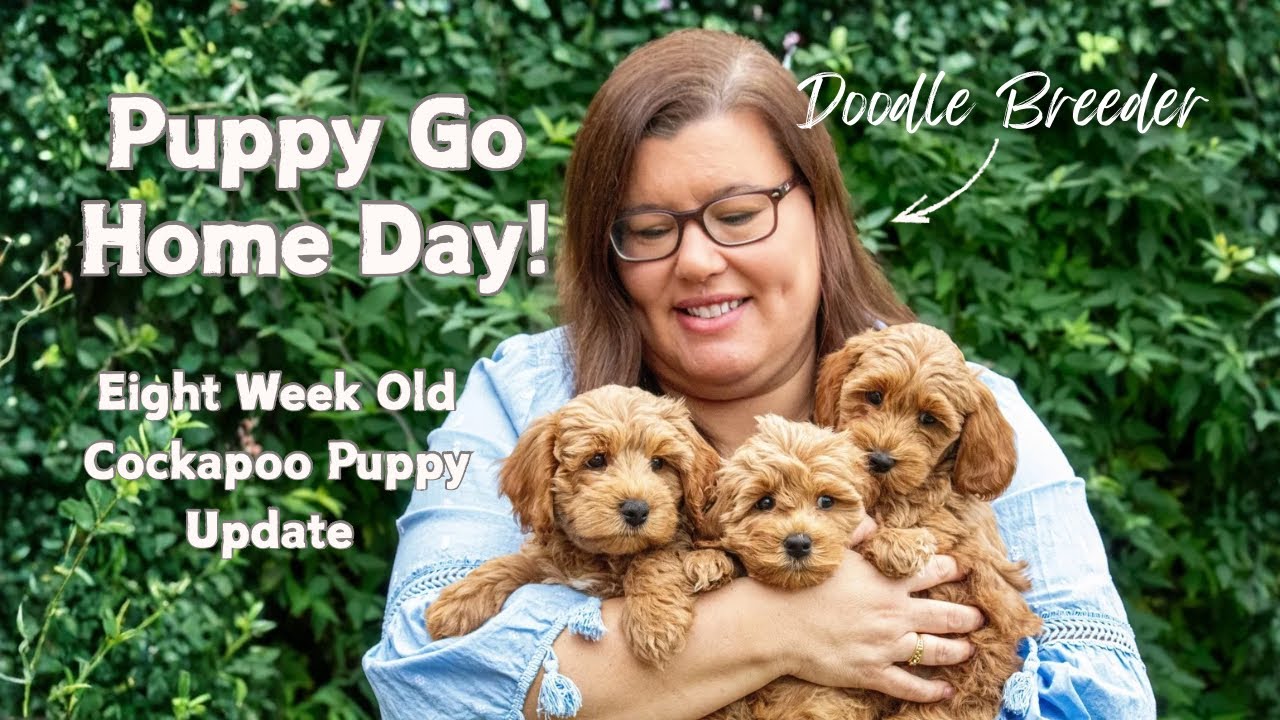 8 Week Old Cockapoo Puppies Update | Puppy Go Home Day! | Bath Time & Meeting a Big Goldendoodle 