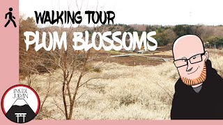 PLUM BLOSSOMS WALKING TOUR - INSIDE JAPAN - UME NO SATO