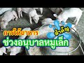 "การเลี้ยงหมูพันธุ์" การให้อาหารช่วงอนุบาลลูกหมู ให้อย่างไร หมูน้อยถึงโตเร็วแข็งแรง l KruThanพาทำ