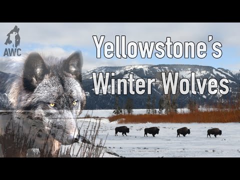 Official Trailer | Yellowstone's Winter Wolves