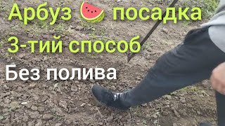 Арбуз 🍉 посадка 5 мая без полива