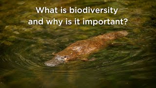 What is biodiversity and why is it important?