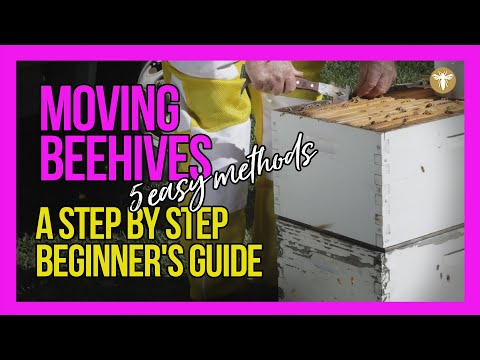 Moving Beehives [the right way] 5 Easy Methods