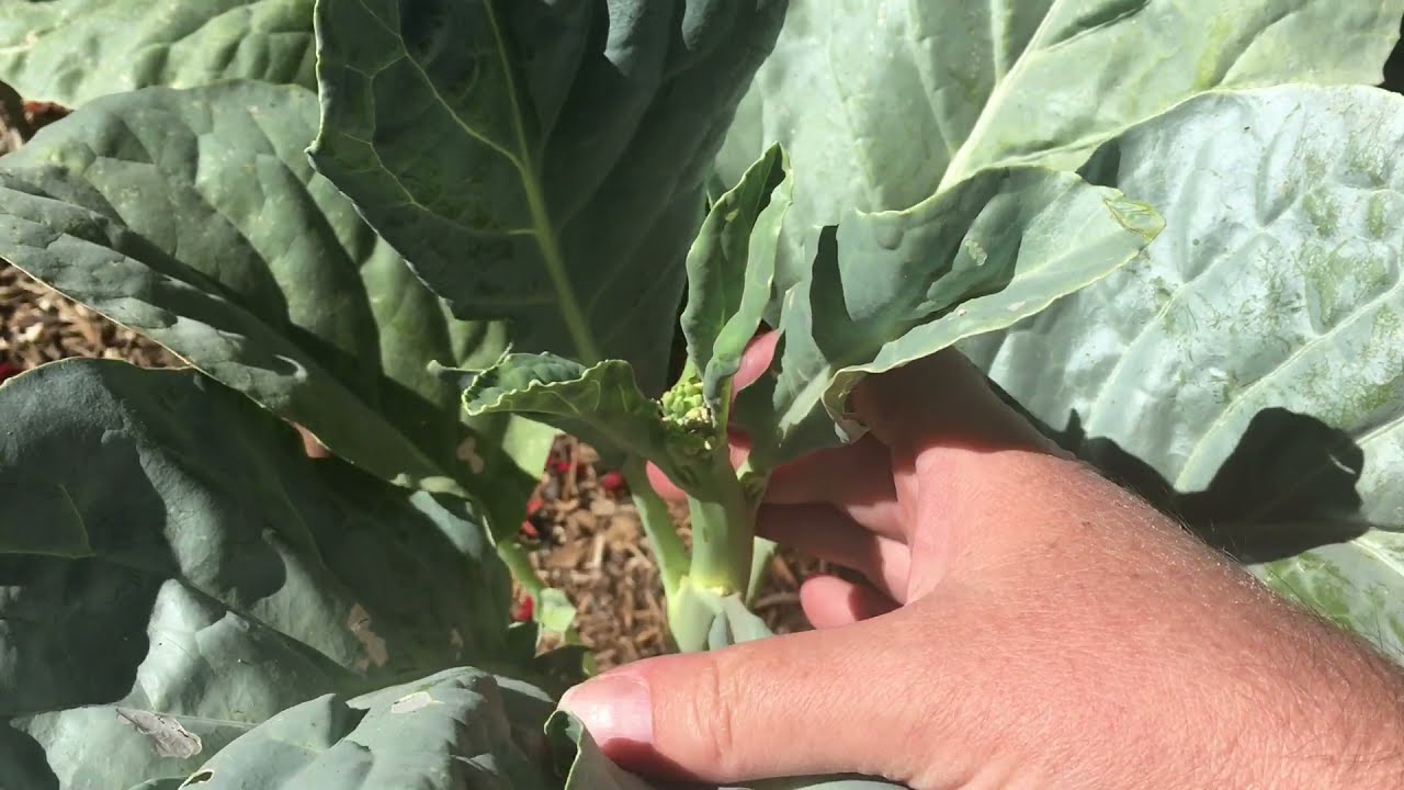 Yod Fah (Chinese Broccoli), Review YouTube