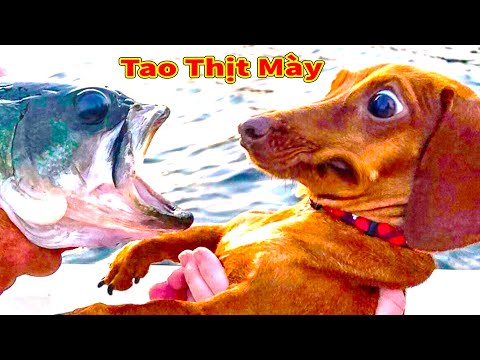 Thú Cưng TV | Thú Cưng Lầy Lội Vui Nhộn #16 | Chó mèo thông minh vui nhộn | Pets cute smart dog