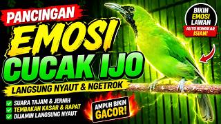 🔴 Pancingan Emosi Cucak Ijo Trotol PH Gacor Sepanjang Hari dengan Masteran Ini‼️ #cucakijotrotol