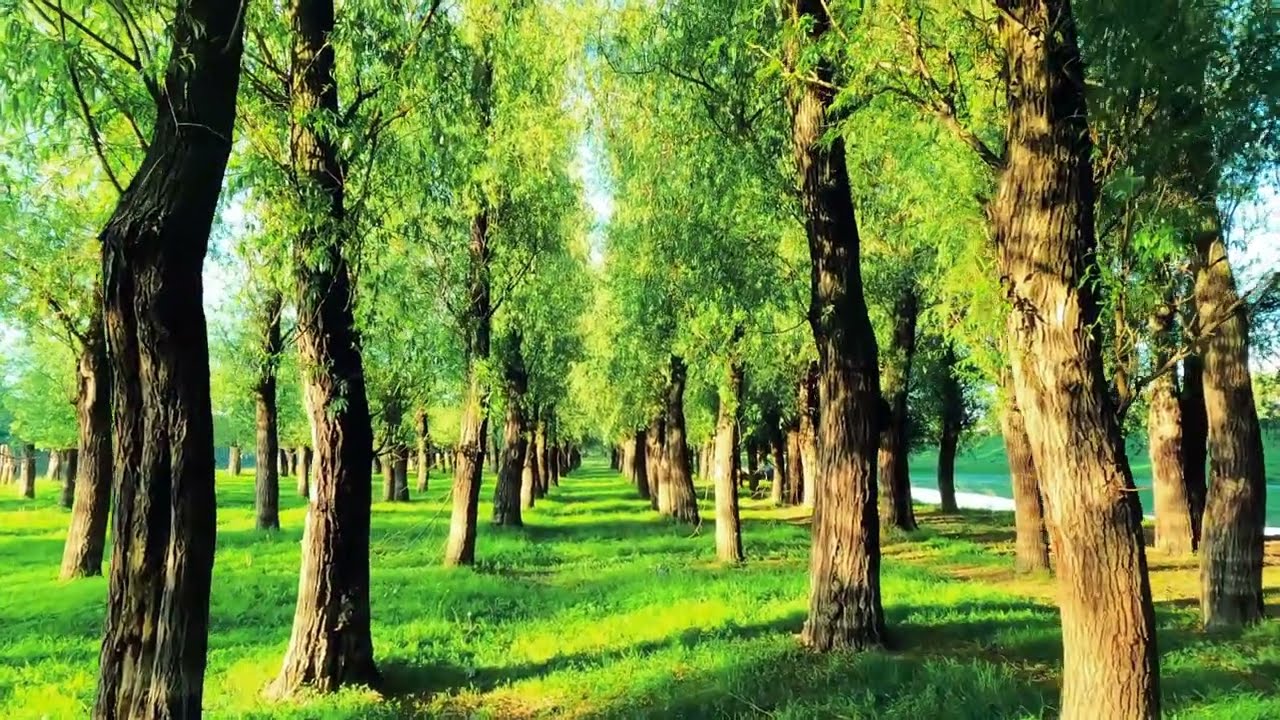 Sueño profundo Música para Relajarse y Dormir pronto.