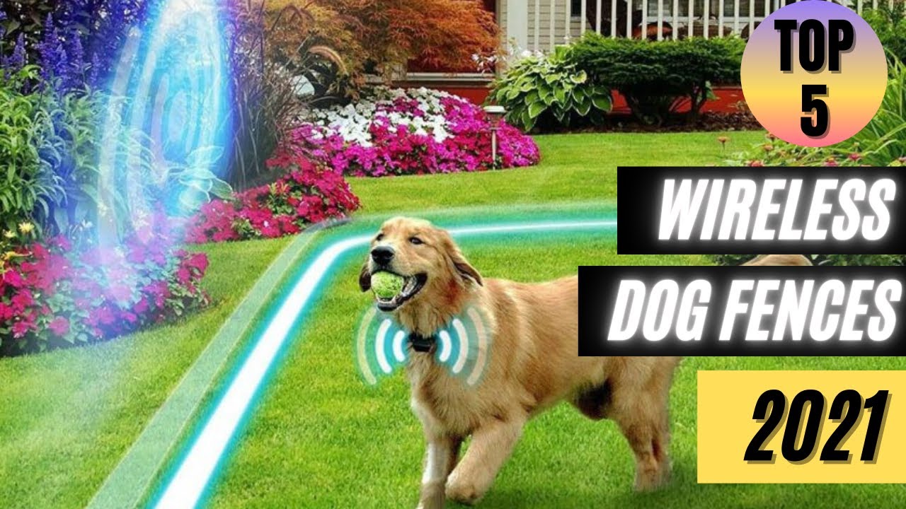 Top 5 Wireless Dog Fences 2021 YouTube