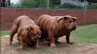 7 SPECIAL BULLDOG BREEDS by Dogipedia 1,254 views 9 months ago 2 minutes, 29 seconds
