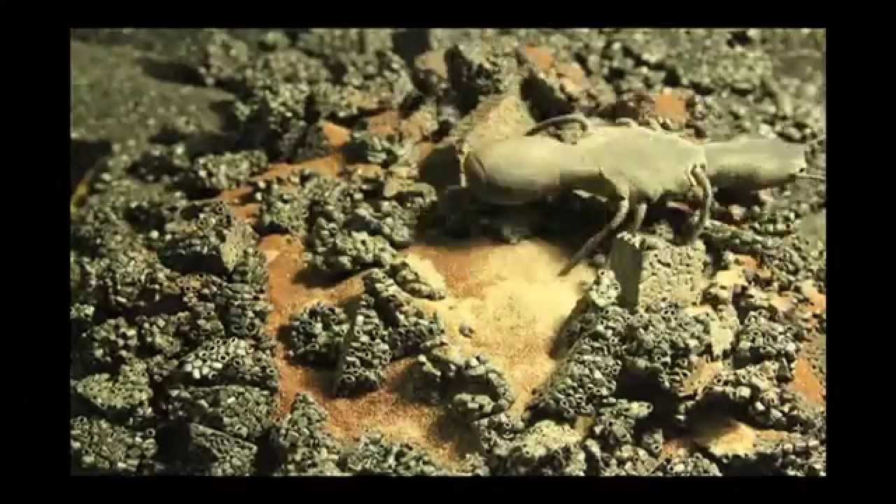 CUSH SP3 07 - "Of Ages"