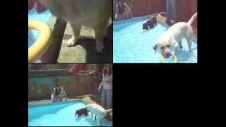 Zeva (My Eurasier) Another Day at the Puppy Park - 2