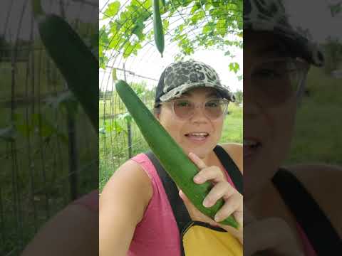 Video: Luffa ķirbja augs - padomi lufas augu audzēšanai