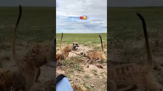 Meerkats: Nature's Most Stylish Survivalists