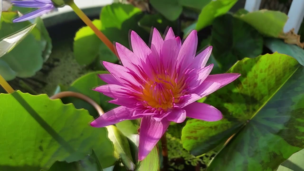 Flowers 3  Video Background 720 HD