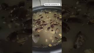 Comidas Más Asquerosas Del Mundo Parte 5