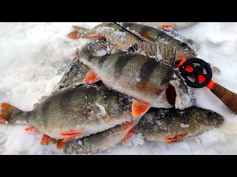 Видео: ГОРБАЧИ РАЗГИНАЮТ КРЮЧКИ!!! Косим щук на жерлицы!! Зимняя рыбалка 2023