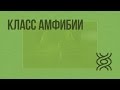 Класс Амфибии. Видеоурок по биологии 7 класс