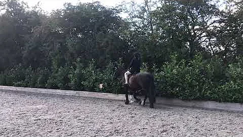 Lydia Ellison Interdressage Class 8A august 2021