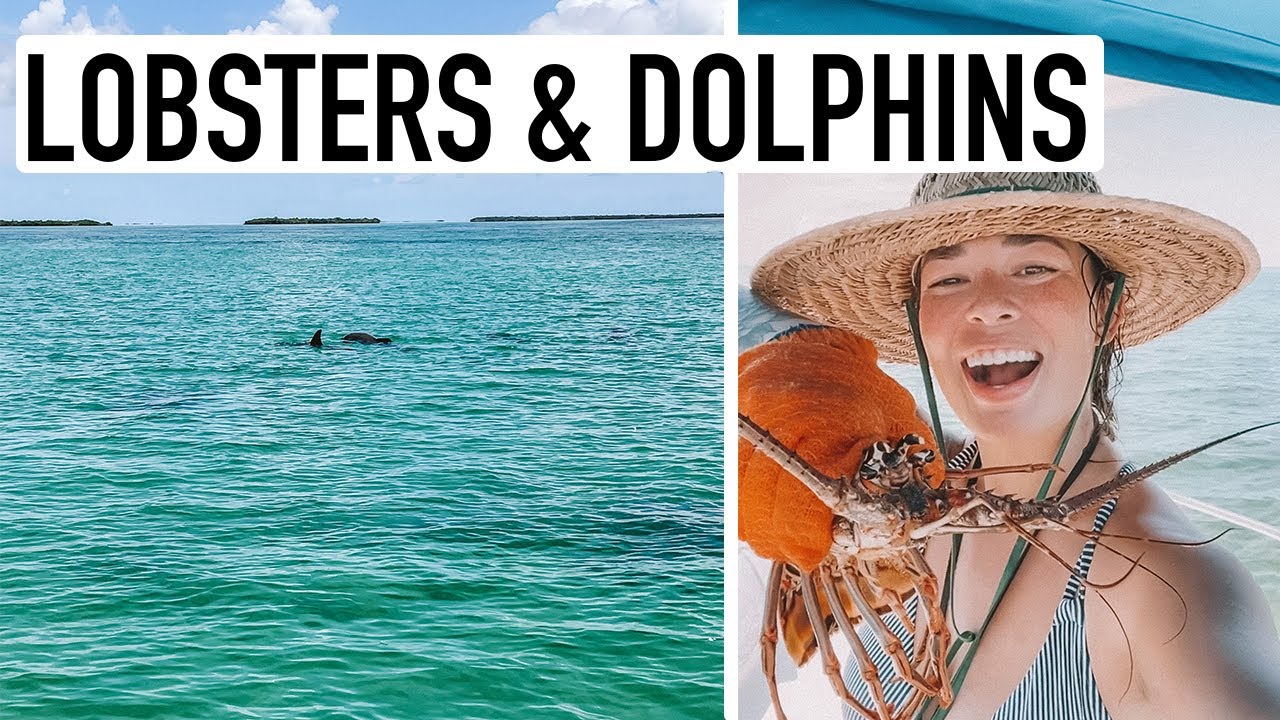 Lobster diving + wild dolphins! | KEY WEST