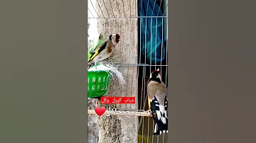 الله يبارك ما شاء الله كوبل مقطوع 