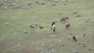 Wild Mustang  Foals Playing in The Virginia Range - Nevada