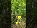 Nature view is perfect #villagelife #nature #vlog #farming