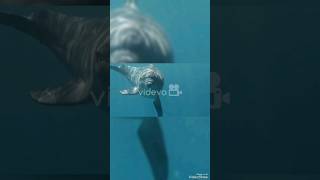 الدلافين العباقرة| أسرار نظام الأيكولوكيشن