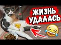 ПРИКОЛЫ с КОТАМИ 2020 / Смешные Животные / Коты и Кошки Я РЖАЛ ЦЕЛЫЙ ЧАС