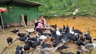 công Việt hàng ngày của hai mẹ con sống trên trăng trại cho gà vịt ăn đào sắn làm bữa ăn của mẹ
