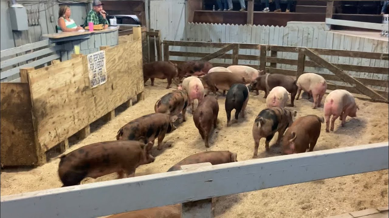 Took the Bulls to the Orange Madison stockyard Got to see pigs sheep and goats