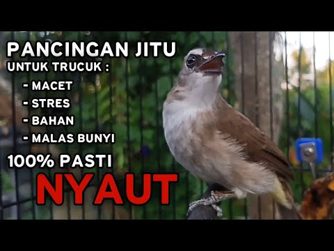 Pancingan JITU Untuk TRUCUKAN Macet Stres Bahan Malas Bunyi 100% TERBUKTI Pasti NYAUT